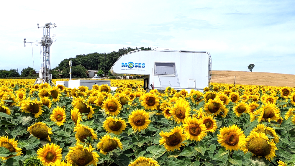 DETECT Aurade sunflower